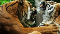 Nature Animals Tigers national