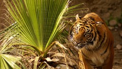 Nature Animals Tigers palm leaves