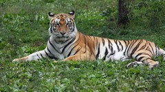 Nature Animals Tigers stripes