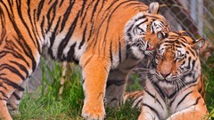 Nature Animals Tigers wildlife