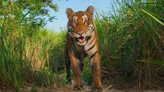 Nature Animals Tigers wildlife