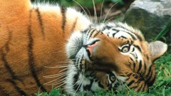 Nature Animals Tigers wildlife