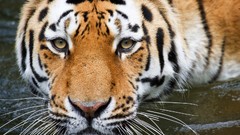 Nature Animals Tigers wildlife