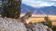 Nature Animals Tigers wildlife mountain lions