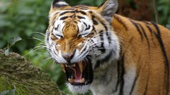 Nature Animals Tigers yawns