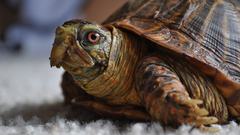 Nature Animals turtles