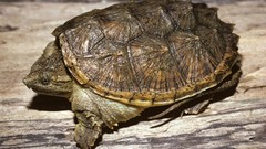 Nature Animals turtles