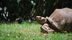 Nature Animals turtles