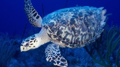 Nature Animals turtles