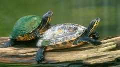 Nature Animals turtles