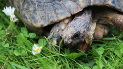 Nature Animals turtles