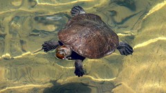 Nature Animals turtles