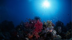 Nature Animals underwater Sea