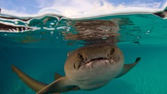 Nature Animals underwater Sharks nurse aquatic split-view 