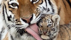 Nature Animals upscaled