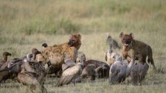 Nature Animals vultures hyenas
