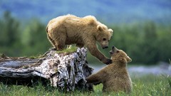 Nature Animals wall Bears