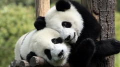 Nature Animals wall Bears panda bears