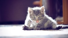 Nature Animals wall cats animal world