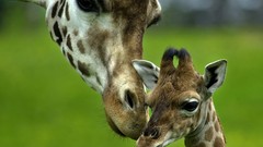 Nature Animals wall Giraffes baby animals
