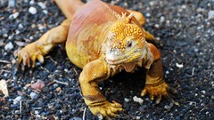 Nature Animals wall Reptiles