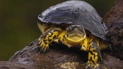 Nature Animals wall turtles
