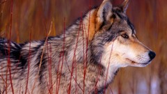 Nature Animals wall Wolves Wolf Guy