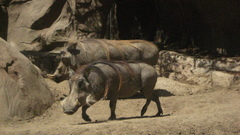 Nature Animals warthog