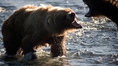 Nature Animals water Bears