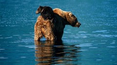 Nature Animals water Bears baby animals