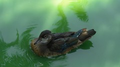 Nature Animals water Birds Ducks