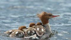 Nature Animals water Birds Ducks baby birds