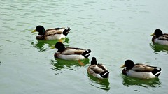 Nature Animals water Birds Ducks lakes ripples