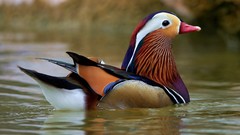 Nature Animals water Birds Ducks swimming reflections 