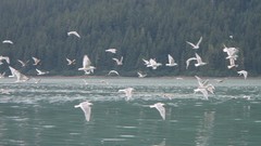 Nature Animals water Birds forests