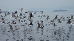 Nature Animals water Birds Islands sky view