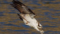 Nature Animals water Birds national geographic osprey raptors