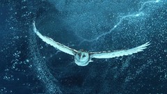 Nature Animals water Birds Owls