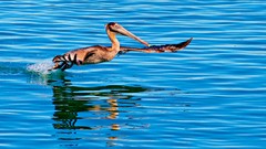 Nature Animals water Birds Pelicans reflections
