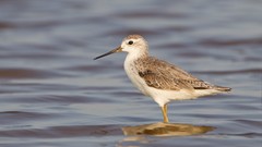 Nature Animals water Birds Sand Piper
