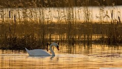 Nature Animals water Birds Swans lakes