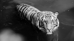 Nature Animals water black and white Tigers monochrome greyscale