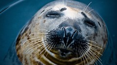 Nature Animals water close-up Seals whiskers