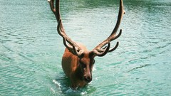 Nature Animals water deer horns elk lakes