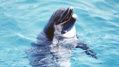 Nature Animals water Dolphins