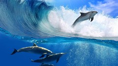 Nature Animals water Dolphins waves