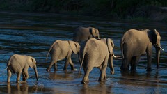 Nature Animals water elephants baby animals