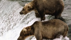 Nature Animals water fishing Bears brown rivers