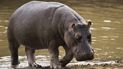 Nature Animals water hippopotamus