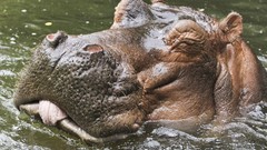 Nature Animals water hippopotamus